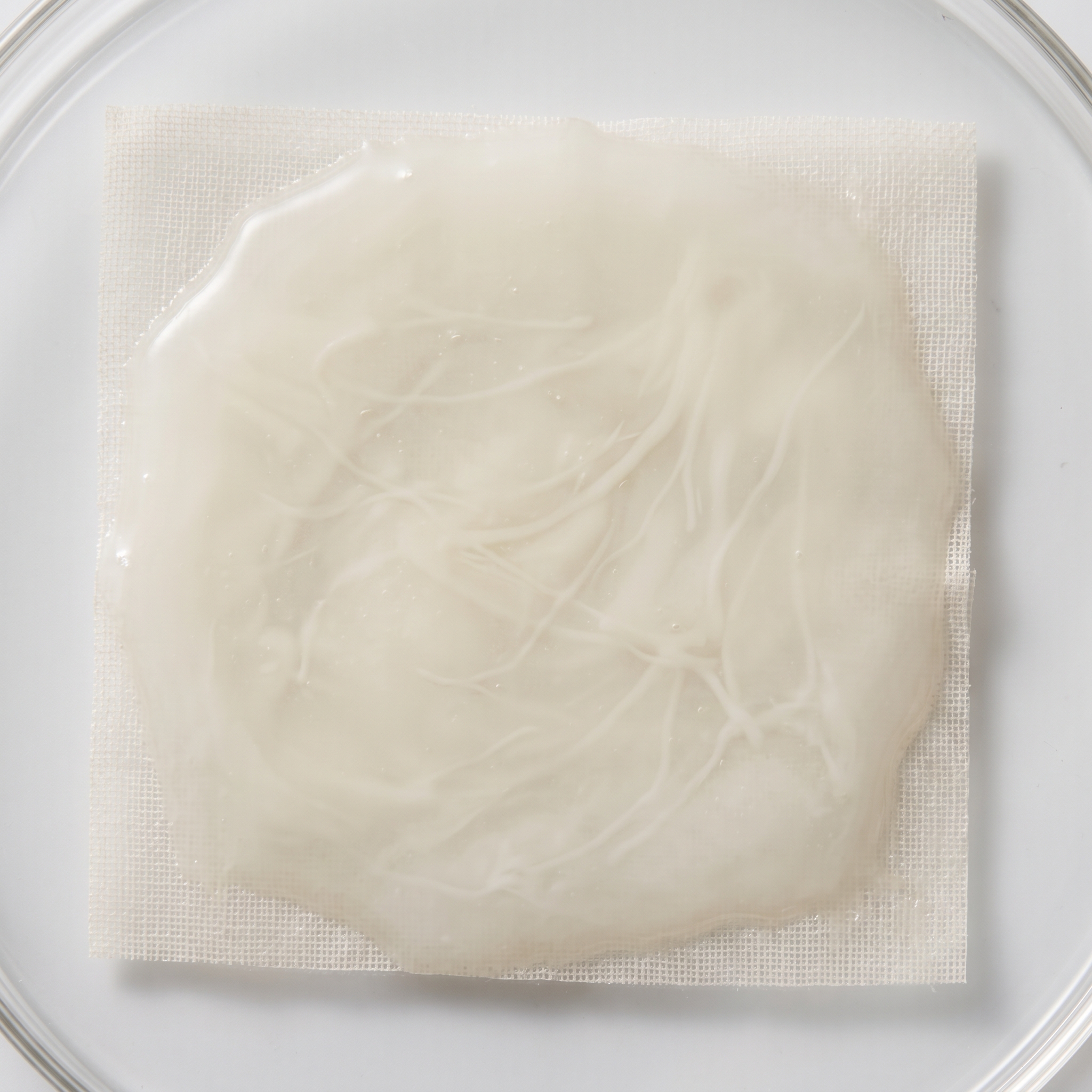 Hydrogenated Lecithin